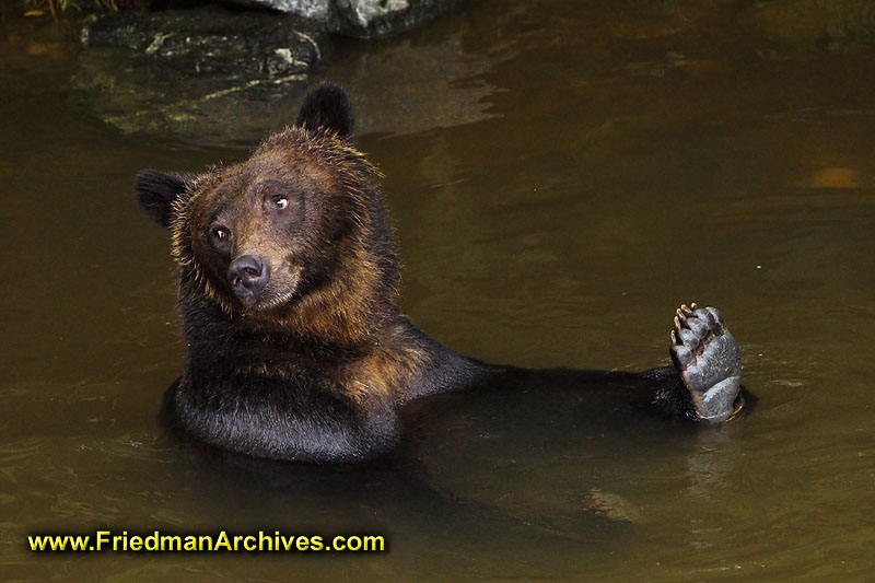 bear,bears,nature,wild,brown,wild,fuzzy,water,hairy,